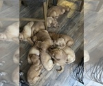 Small Photo #6 Golden Retriever Puppy For Sale in COVENTRY, RI, USA
