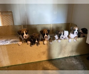 Boxer Puppy for sale in OAK LAWN, IL, USA