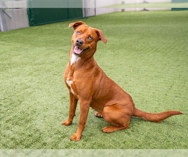 Medium Photo #3 Mutt Puppy For Sale in Pasadena, CA, USA