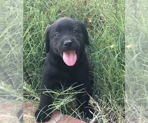 Labrador Retriever Puppy for sale in MORENO VALLEY, CA, USA