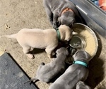 Small Photo #18 Thai Ridgeback Puppy For Sale in POTSDAM, NY, USA