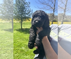 Goldendoodle Puppy for Sale in BOWLING GREEN, Kentucky USA