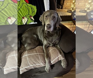 Father of the Labrador Retriever puppies born on 07/02/2025