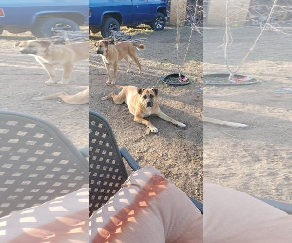 Medium Photo #2 Rottweiler-Unknown Mix Puppy For Sale in Incline Village, NV, USA