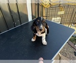Small #1 Dachshund