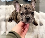 Small Photo #11 French Bulldog Puppy For Sale in GIG HARBOR, WA, USA