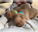 Small Photo #8 Labrador Retriever Puppy For Sale in EDGEWOOD, TX, USA