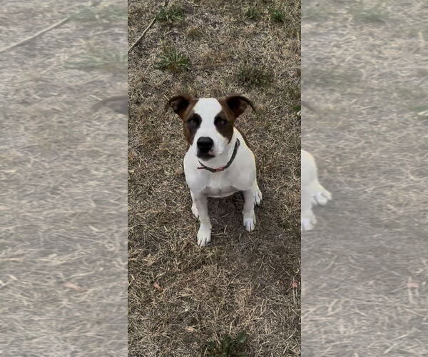 Medium Photo #1 American Pit Bull Terrier-Unknown Mix Puppy For Sale in Polson, MT, USA