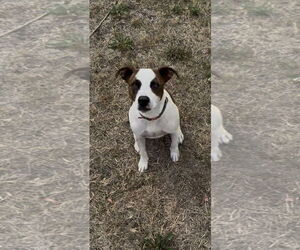 American Pit Bull Terrier-Unknown Mix Dogs for adoption in Polson, MT, USA