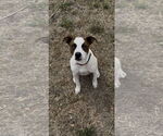 Small Photo #1 American Pit Bull Terrier-Unknown Mix Puppy For Sale in Polson, MT, USA