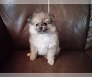 Pomeranian Puppy for sale in HARRISON, AR, USA