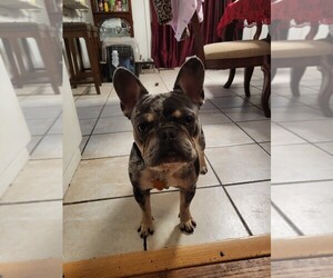 French Bulldog Puppy for sale in PORTLAND, OR, USA