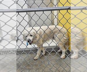 Great Pyrenees Dogs for adoption in Temple, TX, USA