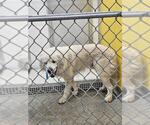 Small Great Pyrenees