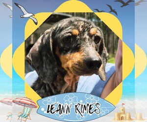 Dachshund Dogs for adoption in San Antonio, TX, USA