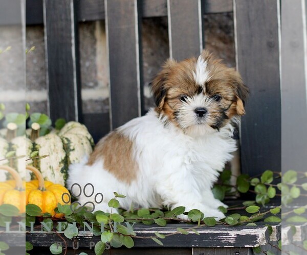 Medium Photo #4 Shih Tzu Puppy For Sale in GORDONVILLE, PA, USA