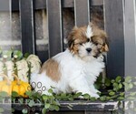Fiona - Female Shih Tzu Puppy for Sale - Photo #4
