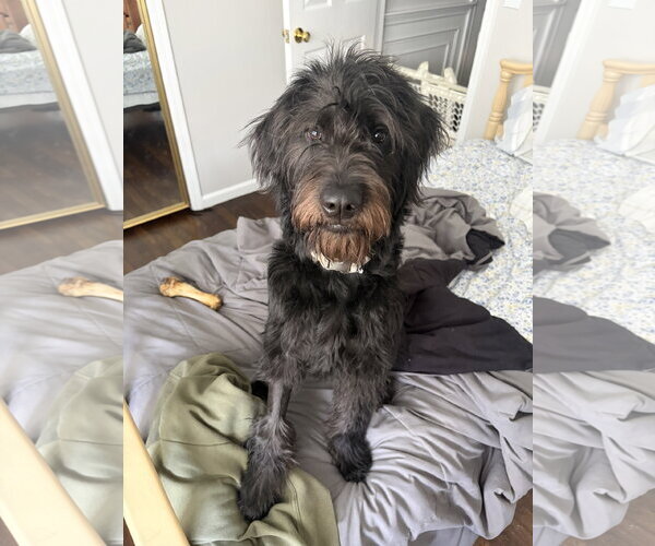 Medium Photo #1 Labradoodle Puppy For Sale in Rockaway, NJ, USA