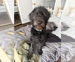 Small Labradoodle