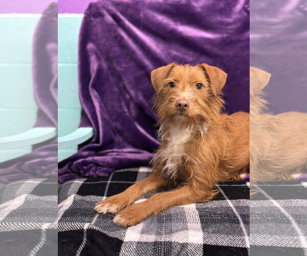 Medium Photo #2 Chihuahua-Miniature Schnauzer Mix Puppy For Sale in Tacoma, WA, USA