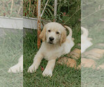 Small Golden Retriever