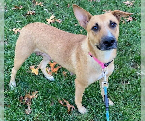 Medium Photo #2 Mutt Puppy For Sale in Cary, NC, USA