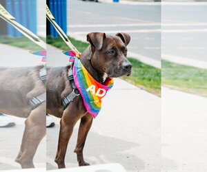 American Pit Bull Terrier-Unknown Mix Dogs for adoption in Oakhurst, NJ, USA