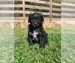 Puppy 4 Border Collie-Bordoodle Mix