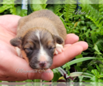 Small Photo #2 Pembroke Welsh Corgi Puppy For Sale in CRESTVIEW, FL, USA