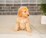 Puppy Poppy Goldendoodle