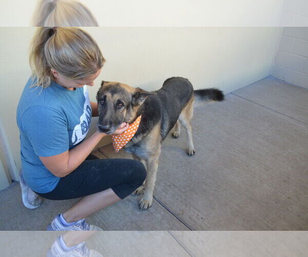 Medium Photo #3 German Shepherd Dog-Unknown Mix Puppy For Sale in McKinney, TX, USA