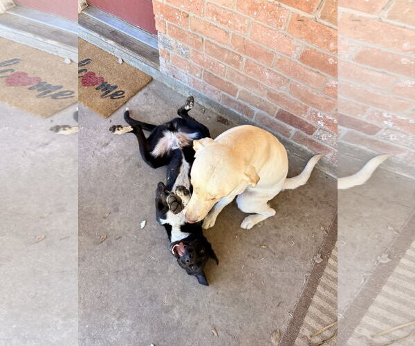 Medium Photo #4 Labrador Retriever-Unknown Mix Puppy For Sale in The Woodlands, TX, USA