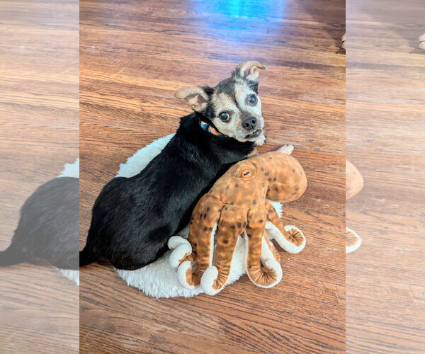 Medium Photo #2 Chipin Puppy For Sale in Princeton, MN, USA