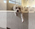 Small #2 Mutt