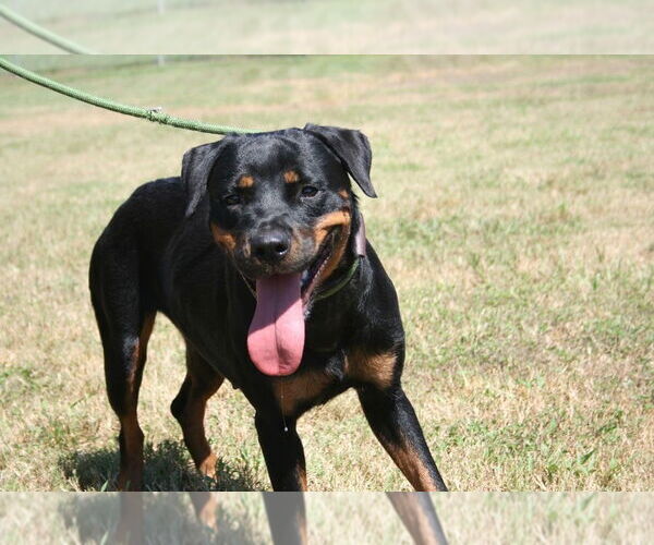 Medium Photo #4 Rottweiler Puppy For Sale in Abbeville, LA, USA