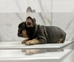 Small Photo #15 French Bulldog Puppy For Sale in ROUND ROCK, TX, USA