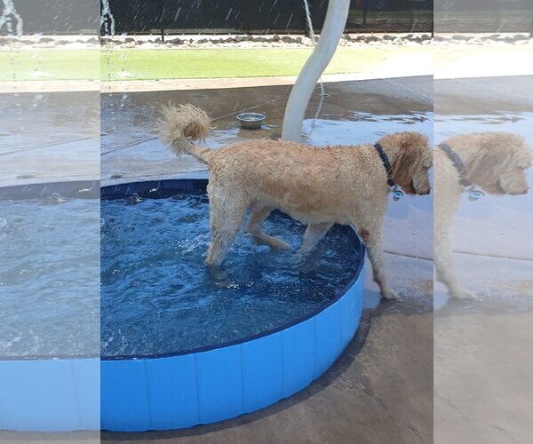 Medium Photo #4 Goldendoodle Puppy For Sale in Glendale , AZ, USA