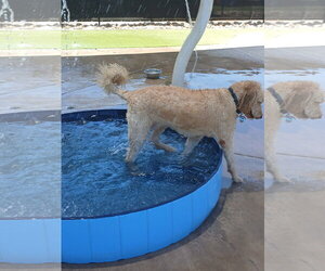 Leonardo - Male Goldendoodle Dog for Adoption - Photo #4
