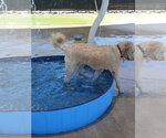 Small #3 Goldendoodle