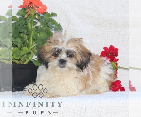 Medium Photo #2 Shih Tzu Puppy For Sale in RISING SUN, MD, USA