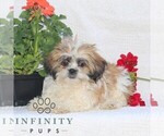 Small #1 Shih Tzu