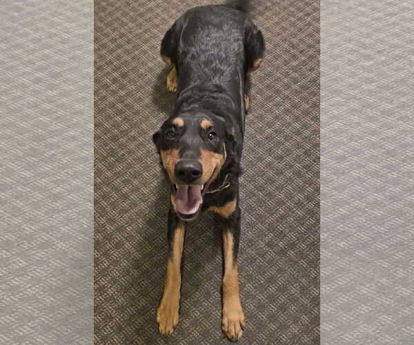 Medium Photo #9 Rottweiler-Unknown Mix Puppy For Sale in Brooklyn Center, MN, USA