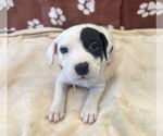 Small #2 American Bulldog Mix