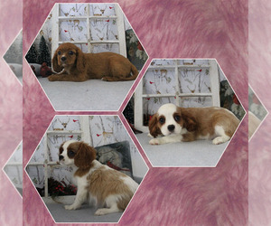 Cavalier King Charles Spaniel Litter for sale in CHANUTE, KS, USA