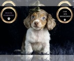 Small #5 Dachshund