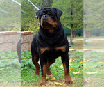 Small Photo #5 Rottweiler Puppy For Sale in FONTANA, CA, USA