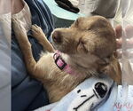 Small #2 Chihuahua Mix
