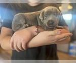 Small Photo #4 Labrador Retriever Puppy For Sale in PEYTON, CO, USA
