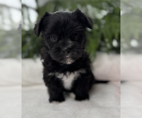 Medium Photo #4 Morkie Puppy For Sale in ROCK STREAM, NY, USA
