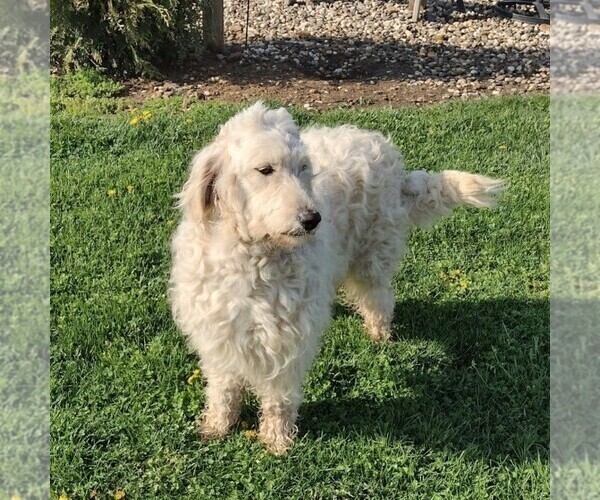 Medium Photo #1 Goldendoodle Puppy For Sale in NEW ENTERPRISE, PA, USA